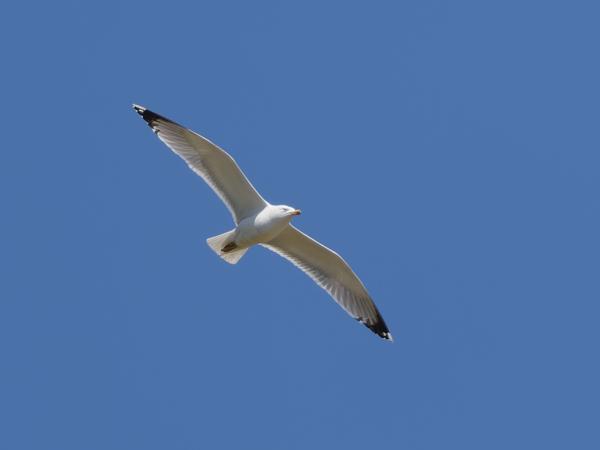<h3>Larus&nbsp;michahellis / Yellow‑legged&nbsp;gull / Geelpootmeeuw</h3>OM-1 Mark II met OLYMPUS M.150-400mm F4.5, 1/2000 sec  bij F4.5, ISO 200, afstand 110&nbsp;m